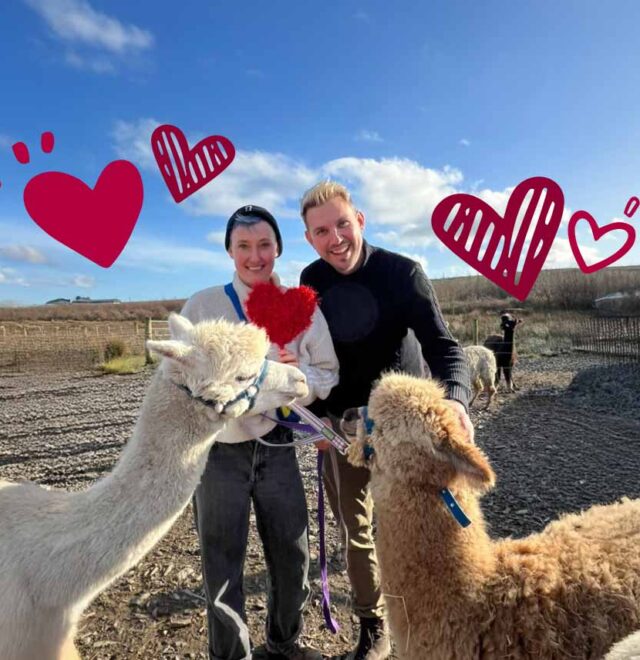 Love & alpacas experience, Kilkee, Ireland