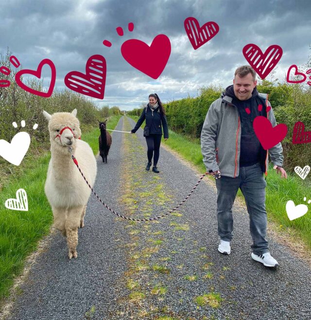 Love & alpacas experience, The Flying Alpaca, Kilkee, Clare, Ireland