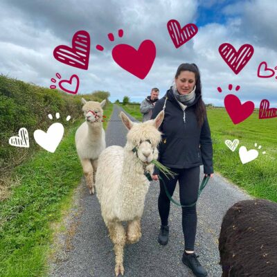 Book Love & alpacas experience, The Flying Alpaca, Kilkee Ireland