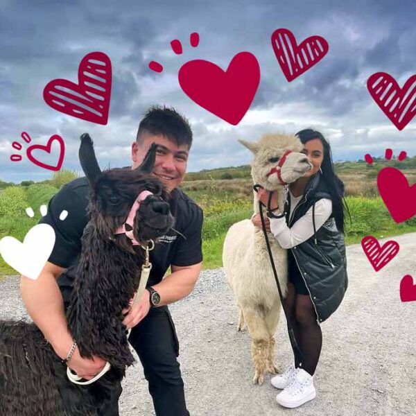 Book Love & alpacas experience, The Flying Alpaca farm, Kilkee, Clare, Ireland