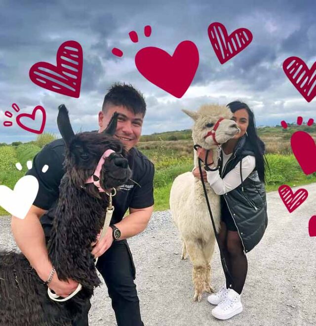 Book Love & alpacas experience, The Flying Alpaca farm, Kilkee, Clare, Ireland