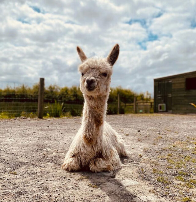 Magic by moonlight, alpaca sale, Clare Ireland