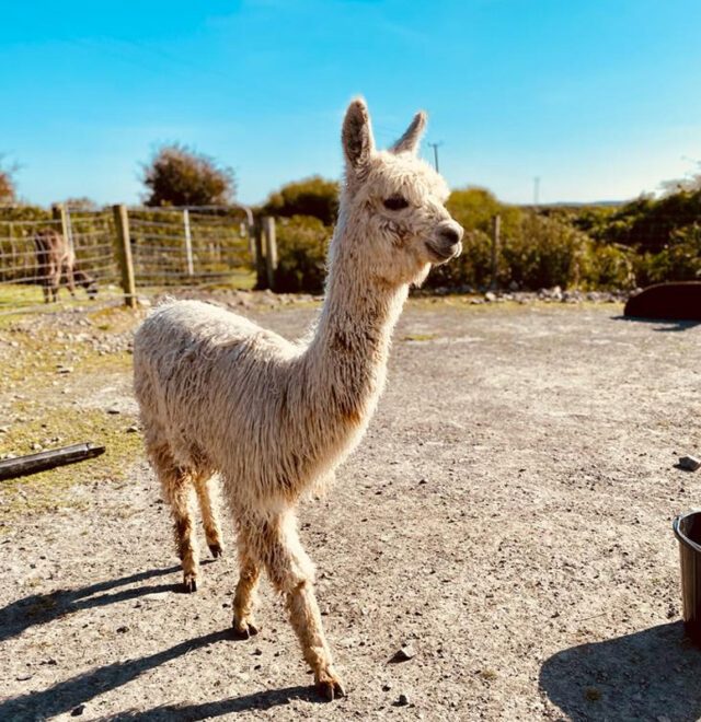 Meet our Magic by Moonlight alpaca, alpaca for sale Ireland
