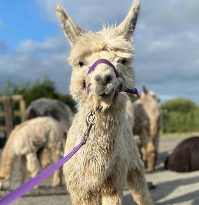 Magic by Moonlight, Alpaca sale Ireland