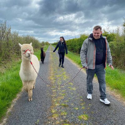 Book the alpaca walk experience Ireland, The Flying Alpaca Kilkee