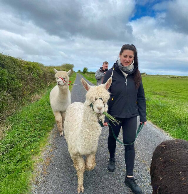 The alpaca walk experience, The Flying Alpaca, Kilkee