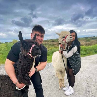 Book the alpaca walk experience Kilkee, visit The Flying Alpaca