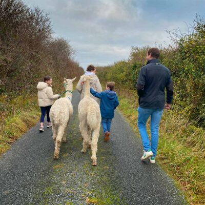 Book the alpaca walk experience Ireland, visit The Flying Alpaca