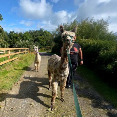 Book the alpaca walk experience at The Flying Alpaca, Clare Ireland