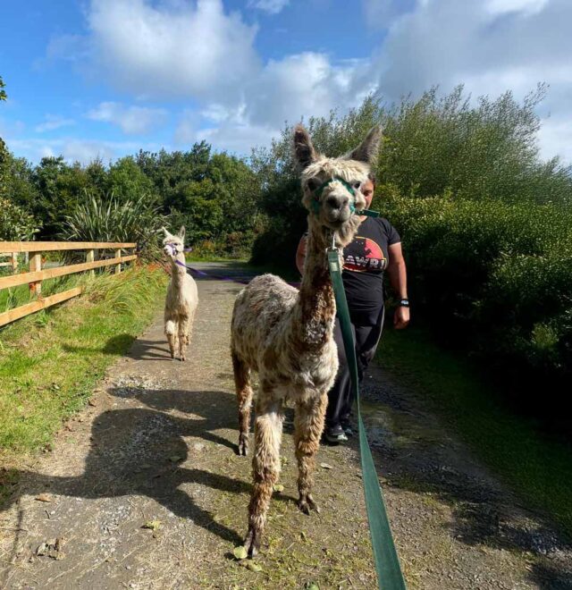 The alpaca walk experience, The Flying Alpaca, Clare Ireland