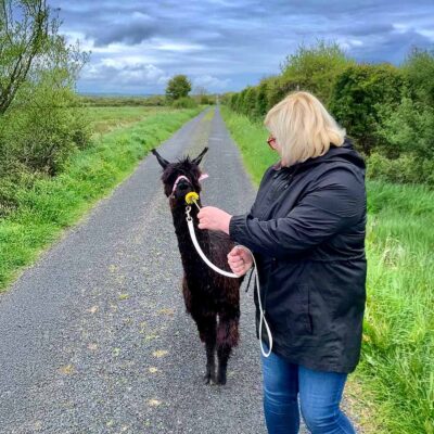 Book The alpaca walk experience with The Flying Alpaca, Kilkee Ireland