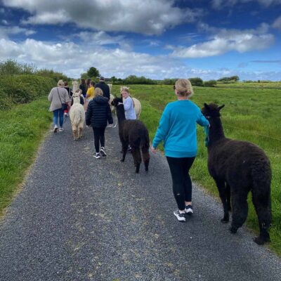Book the alpaca walk experience at The Flying Alpaca, Kilkee