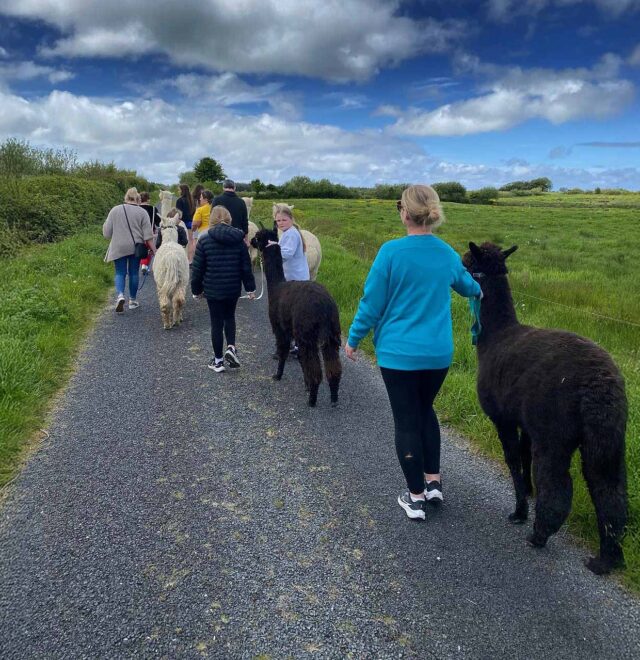 The alpaca walk experience at The Flying Alpaca, Kilkee