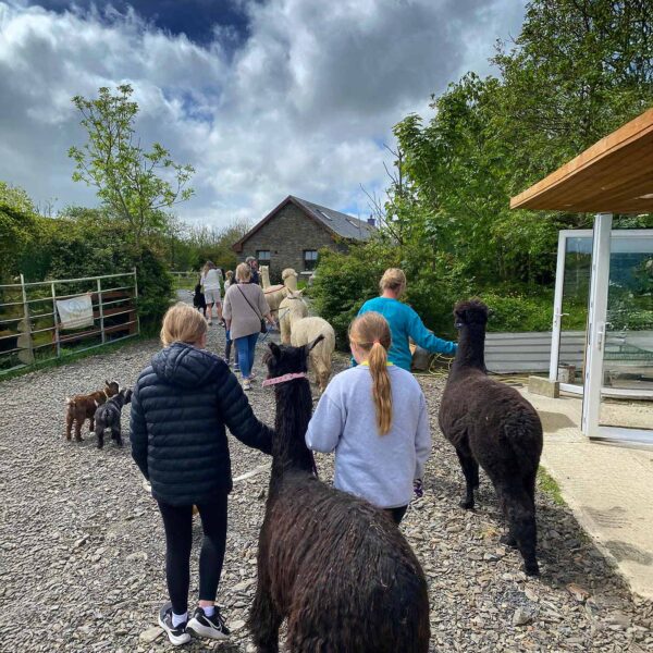 The alpaca walk experience with The Flying Alpaca, Kilkee