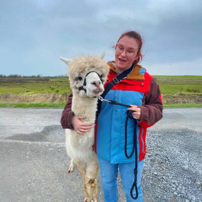 Book the alpaca walk experience Kilkee Ireland, The Flying Alpaca