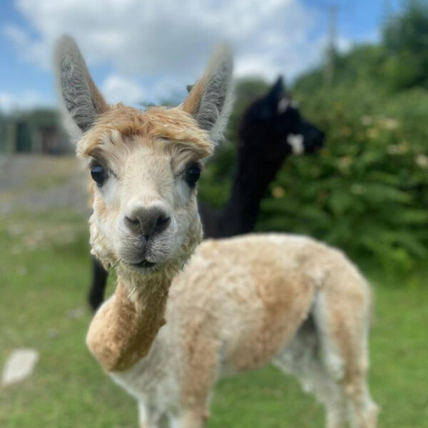 The flying alpaca bumblebee sold Ireland