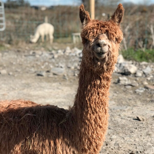 The flying alpaca constellation sold Ireland