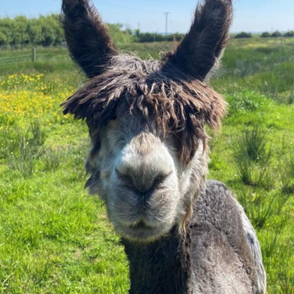 The flying alpaca dyjon sold Ireland
