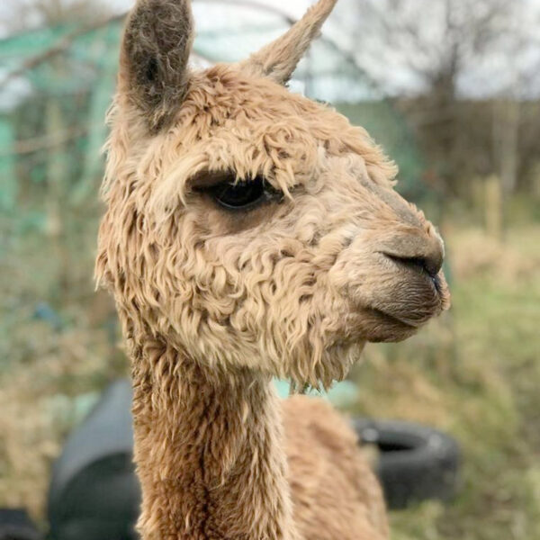 The flying alpaca greenside suri makana, sold Ireland