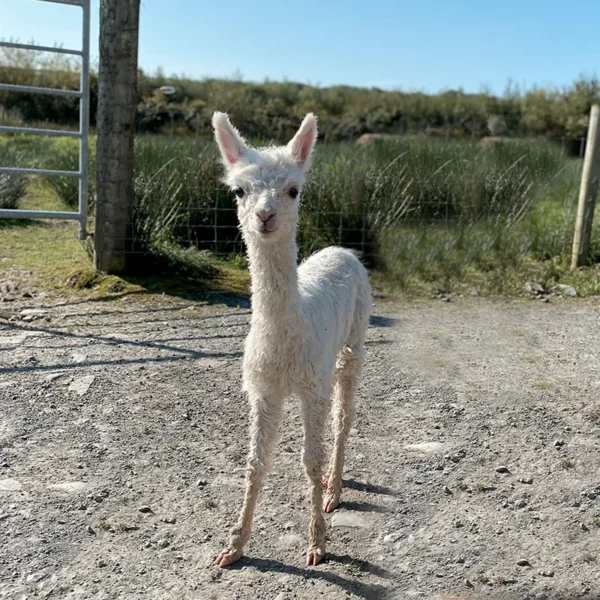 The flying alpaca mirage sold Ireland
