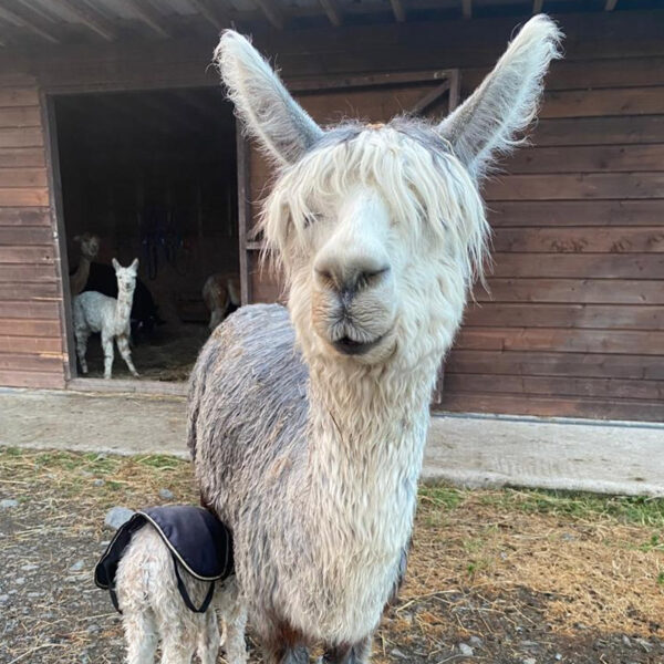 The flying alpaca naila sold Ireland