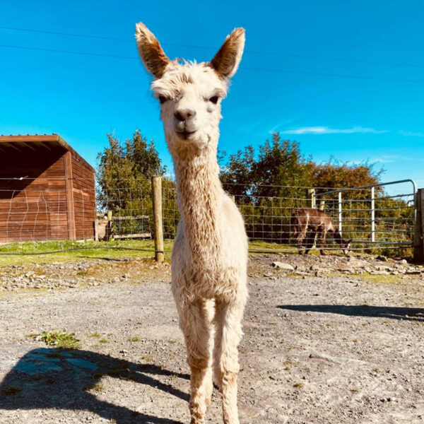 The flying alpaca thunderbolt sold Ireland