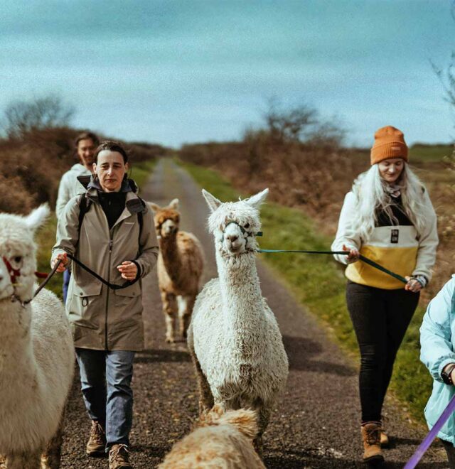 Bespoke alpaca experiences at The Flying Alpaca, Clare Ireland