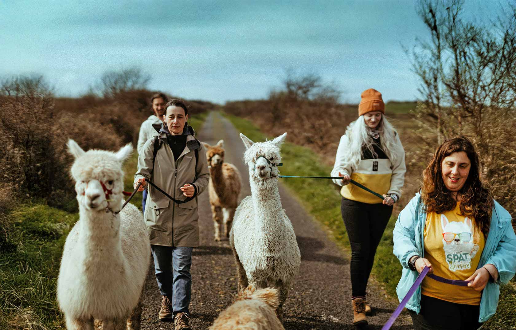 Bespoke alpaca experiences at The Flying Alpaca, Clare Ireland