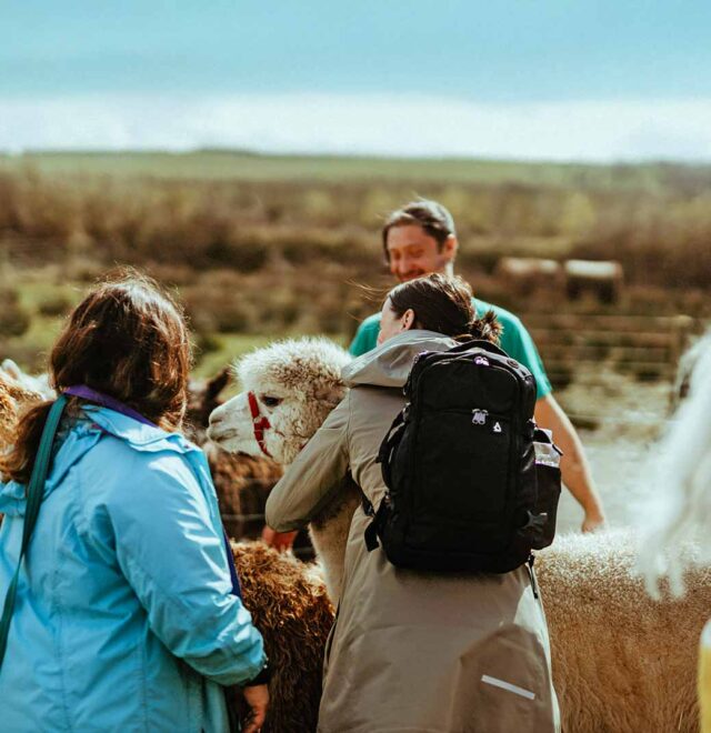 Bespoke alpaca experiences at The Flying Alpaca, Clare, Ireland