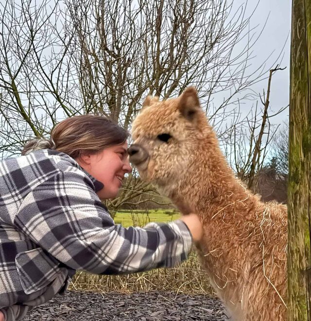 Meet cloud, the flying alpaca, kilkee Ireland