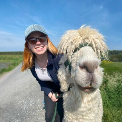 Meet Jozi alpaca, visit The Flying Alpaca farm, Kilkee