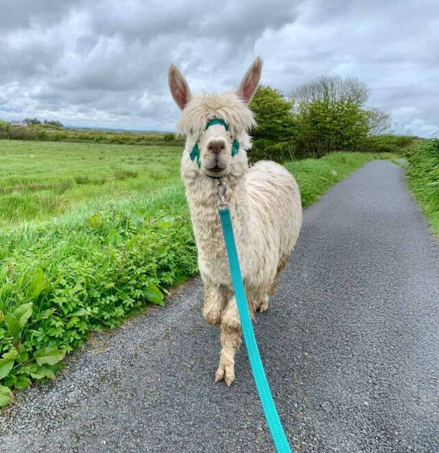 Jozi, The Flying Alpaca farm, Kilkee, Clare, Ireland