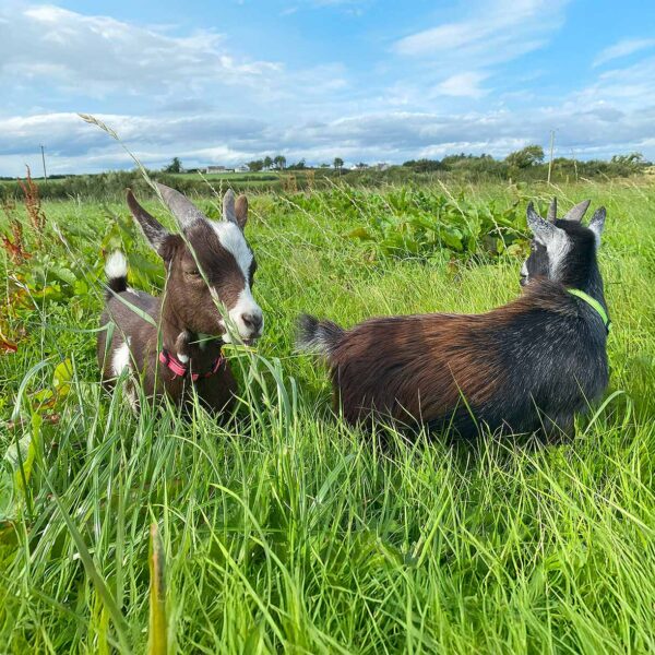 Meet two pygmy goats, nutella and oreo Ireland