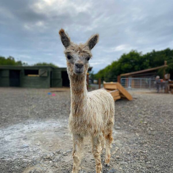 Meet starry night, the flying alpaca, kilkee Ireland