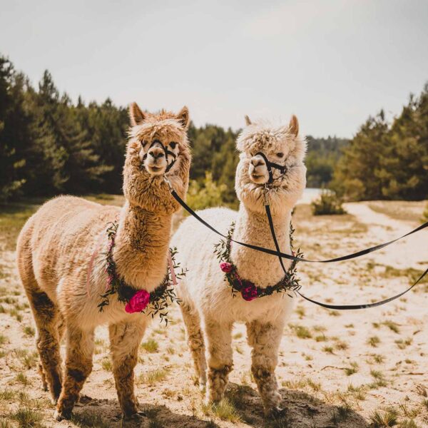 Weddings and events, the flying alpaca, kilkee Ireland