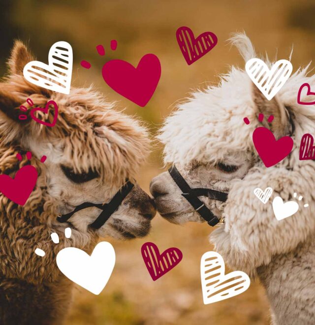 Weddings and events, the flying alpaca, kilkee Ireland