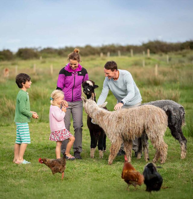 Book the alpaca meet & greet experience Ireland.