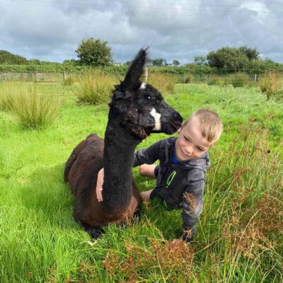Alpaca meet & greet experience, The Flying Alpaca farm, Kilkee, Clare