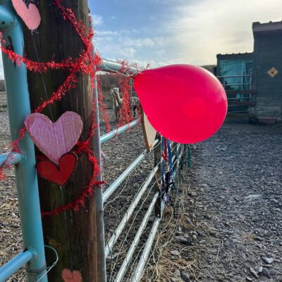 Lovers & Alpacas Experience, Kilkee