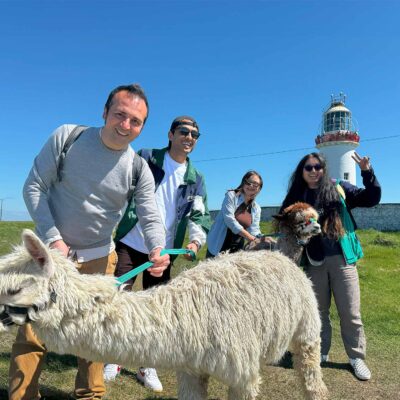 Alpaca Walks at the Loop Head Lighthouse, The Flying Alpaca 1