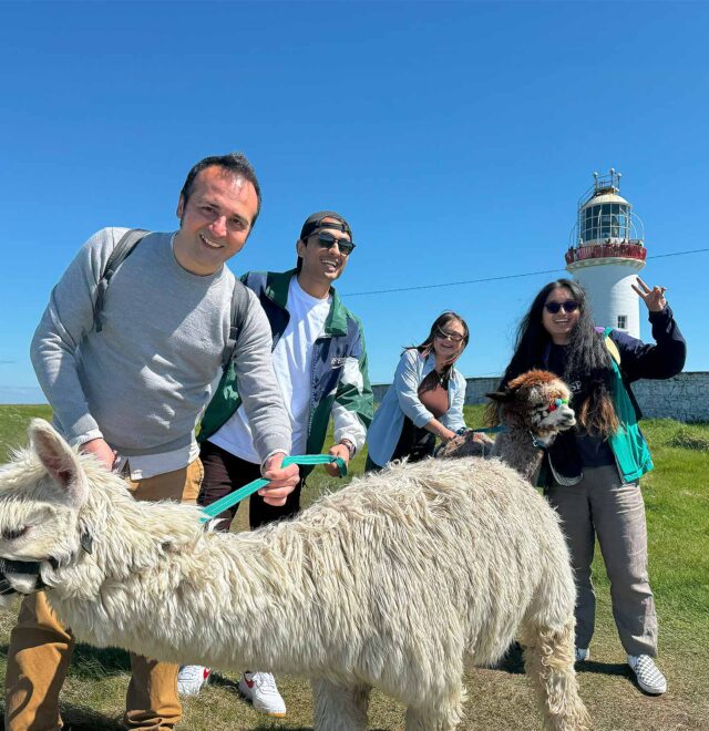 Alpaca Walks at the Loop Head Lighthouse, The Flying Alpaca 1.