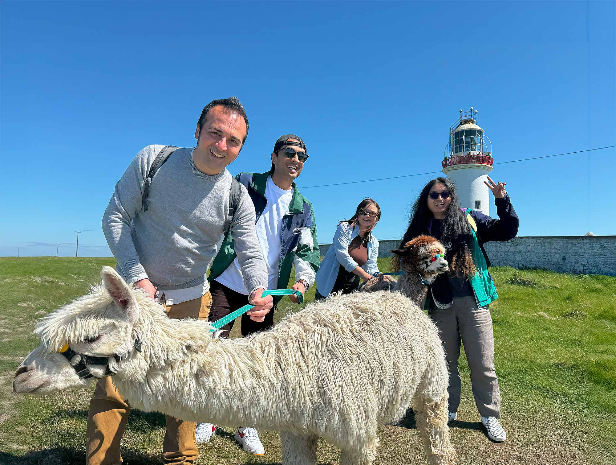 Alpaca Walks at the Loop Head Lighthouse, The Flying Alpaca 1.