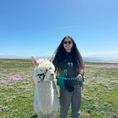 Alpaca Walks at the Loop Head Lighthouse, The Flying Alpaca 12