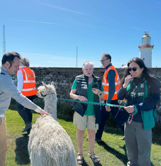 Alpaca Walks at the Loop Head Lighthouse, The Flying Alpaca 14.