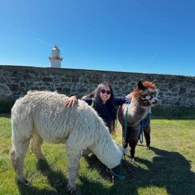Alpaca Walks at the Loop Head Lighthouse, The Flying Alpaca 15