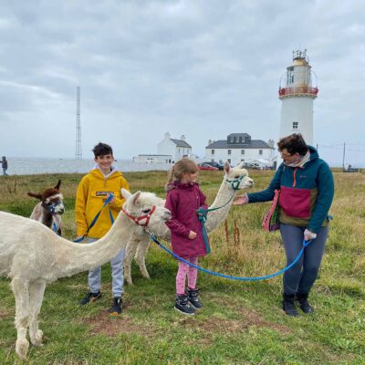 Alpaca Walks at the Loop Head Lighthouse, The Flying Alpaca 16