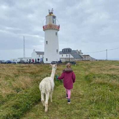 Alpaca Walks at the Loop Head Lighthouse, The Flying Alpaca 17