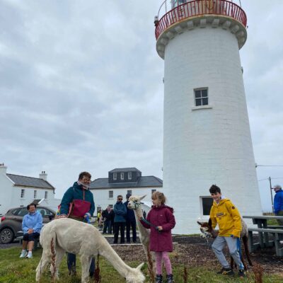 Alpaca Walks at the Loop Head Lighthouse, The Flying Alpaca 18