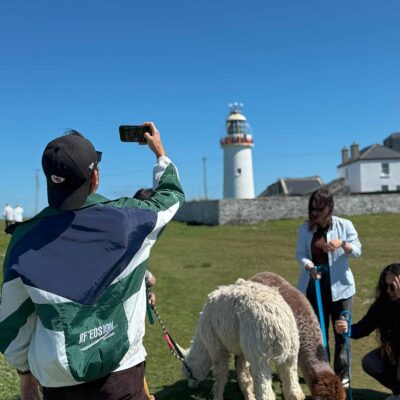 Alpaca Walks at the Loop Head Lighthouse, The Flying Alpaca 2