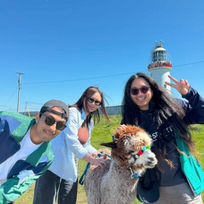 Alpaca Walks at the Loop Head Lighthouse, The Flying Alpaca 6